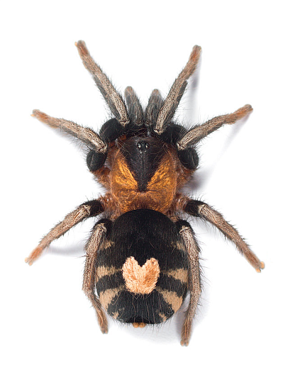 Птицеед (Cyriocosmus elegans) от магазина ExoLife