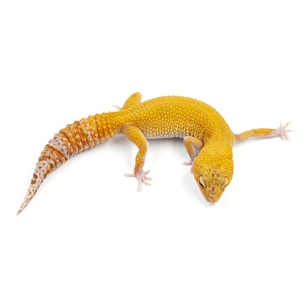 Эублефар Super Tangerine Tremper Albino от магазина ExoLife