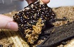 Микромучник, 100 грамм (Ulomoides Dermestoides)