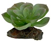 Декоративное растение для террариумов "Echeveria"