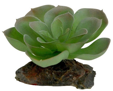 Декоративное растение для террариумов "Echeveria" от магазина ExoLife