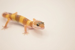 Эублефар Hypo Tangerine