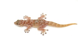 Вееропалый геккон (Ptyodactylus togoensis)