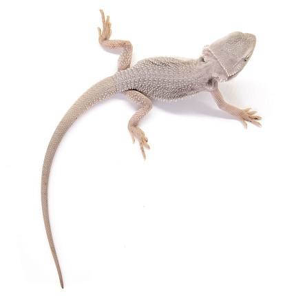 ПОД ЗАКАЗ: Бородатая агама "Zero Translucent" (Pogona vitticeps) от магазина ExoLife
