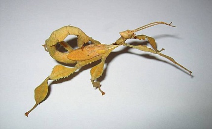 Австралийский палочник (Extatosoma tiaratum) от магазина ExoLife