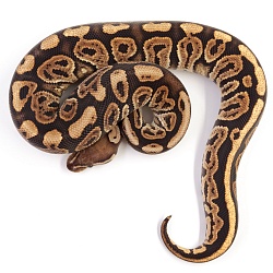 ПОД ЗАКАЗ: Королевский питон Python regius (Black Pastel Vanilla poss Gravel)