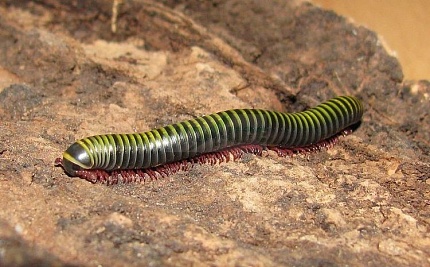 Полосатый кивсяк "Anadenobolus molinicornis" от магазина ExoLife