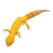 Эублефар Sunglow Tremper Albino