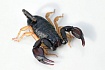 Скорпион (Euscorpius mingrelicus)