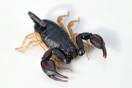 Скорпион (Euscorpius mingrelicus) от магазина ExoLife