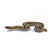 Свиноносый уж "Heterodon nasicus" (морфа Anaconda)