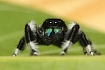 Королевский паук-скакун (Phidippus regius)