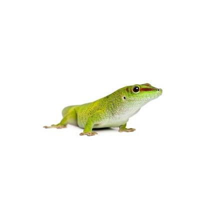 Мадагаскарский дневной геккон (Phelsuma madagascariensis) от магазина ExoLife