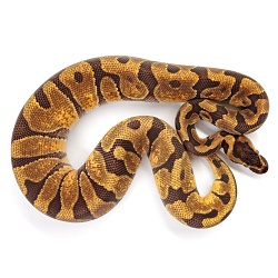ПОД ЗАКАЗ: Королевский питон Python regius (Enchi poss NR Mandarin)