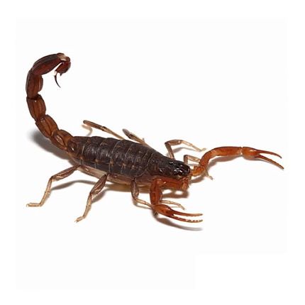 Индийский скорпион (Lychas tricarinatus) от магазина ExoLife