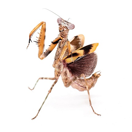 Африканский короткокрылый богомол (Parasphendale sp Tanzania) от магазина ExoLife
