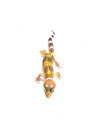 Эублефар Hypo Tangerine Tremper Albino
