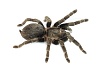 Птицеед (Lasiodora parahybana)