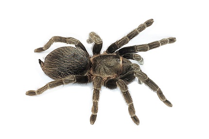 Птицеед (Lasiodora parahybana) от магазина ExoLife