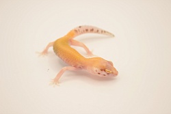 Эублефар Super Hypo Tangerine Bell