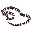 Королевская змея калифорнийская (Lampropeltis getulus californiae)