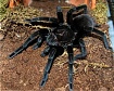 Птицеед (Pamphobeteus nigricolor)