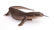 Капский варан (Varanus exanthematicus)