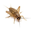 Домовой сверчок (Acheta domesticus) - 1-1.5 см