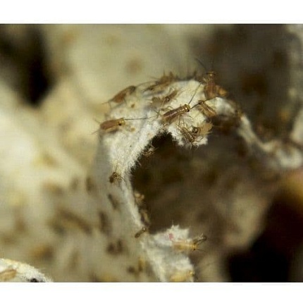 Домовой сверчок (Acheta domesticus) - пыль (1-2мм) ~1000 штук от магазина ExoLife