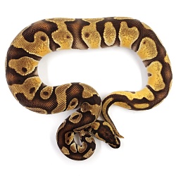 ПОД ЗАКАЗ: Королевский питон Python regius (Enchi Orange Dream)