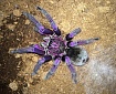 Птицеед  (Pamphobeteus platyomma)