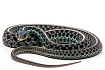 Калифорнийская краснобокая подвязочная змея (Thamnophis sirtalis infernalis)