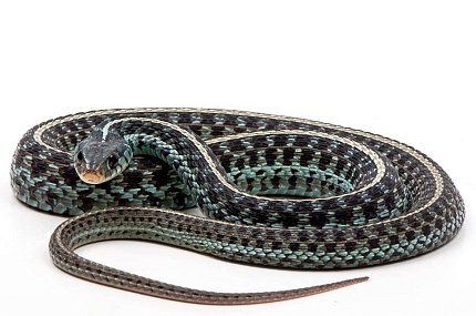 Калифорнийская краснобокая подвязочная змея (Thamnophis sirtalis infernalis) от магазина ExoLife