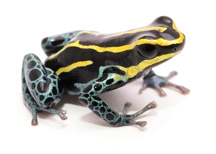 Пятнистый древолаз (Dendrobates tinctorius Cobalt) от магазина ExoLife