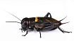 Сверчок двупятнистый (Gryllus bimaculatus) - 2.5-3.5 см
