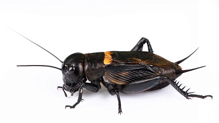 Сверчок двупятнистый (Gryllus bimaculatus) - 2.5-3.5 см от магазина ExoLife