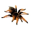 Птицеед Брахипельма Клааси (Brachypelma klaasi)
