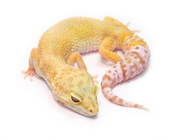 Эублефар Rainwater Albino