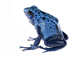 Голубой древолаз (Tinctorius azureus)