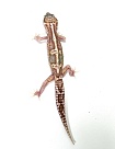 Эублефар Mack snow Raptor Het Tangerine