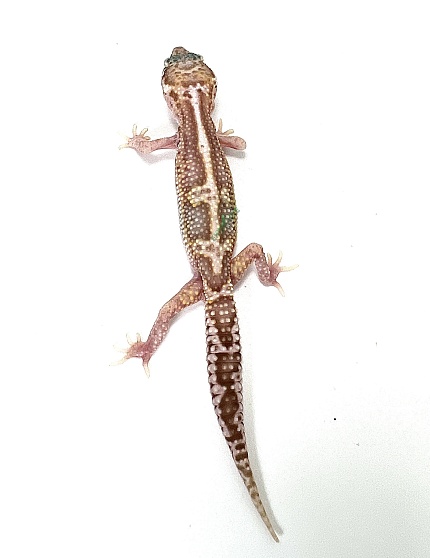 Эублефар Mack snow Raptor Het Tangerine от магазина ExoLife