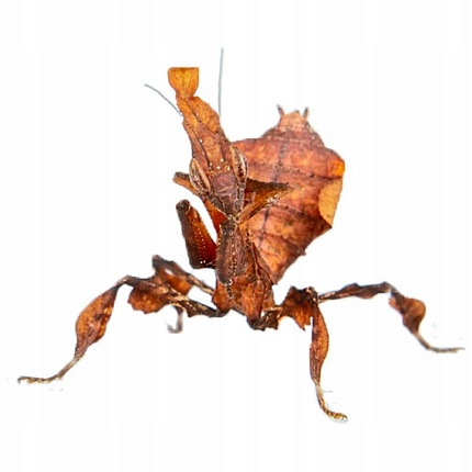 Богомол-призрак (Phyllocrania paradoxa) от магазина ExoLife