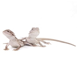 ПОД ЗАКАЗ: Бородатая агама "Hypo Zero" (Pogona vitticeps)