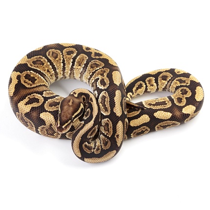 ПОД ЗАКАЗ: Королевский питон Python regius (Trick) от магазина ExoLife