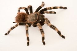 Птицеед (Nhandu chromatus)