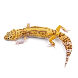Эублефар Mack Snow Temper Albino Het Eclipse
