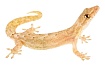 Траурный геккон (Lepidodactylus lugubris)