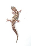 Эублефар Mack snow Raptor Het Tangerine