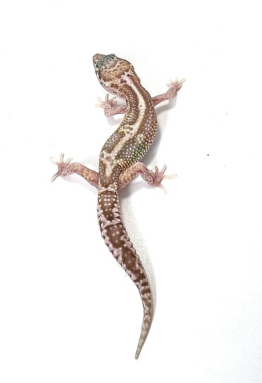 Эублефар Mack snow Raptor Het Tangerine от магазина ExoLife