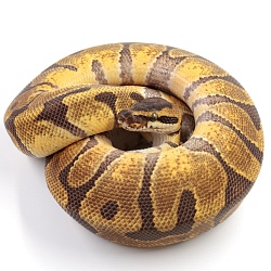 ПОД ЗАКАЗ: Королевский питон Python regius (Enchi poss NR Mandarin)